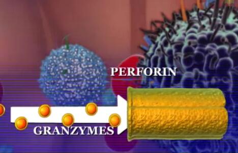 腫瘤免疫治療新靶點(diǎn)——NK細(xì)胞
